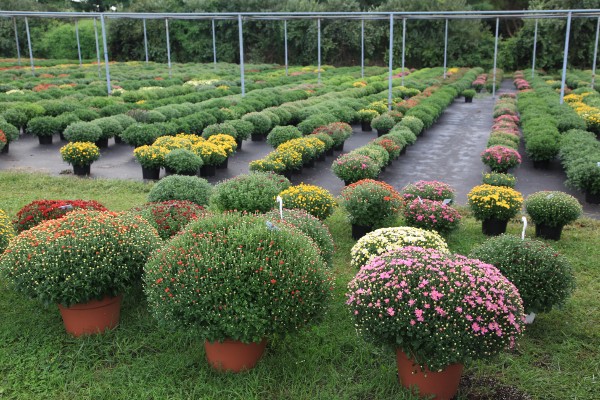 Mensch Greenhouses Mums